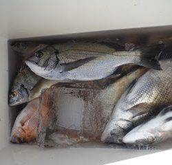 バラモン1号 釣果