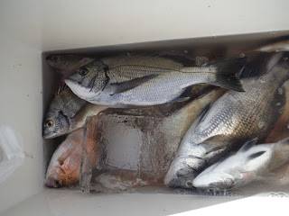 バラモン1号 釣果