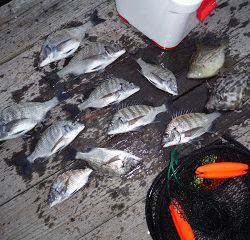 バラモン1号 釣果