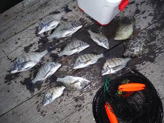 バラモン1号 釣果