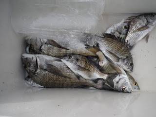 バラモン1号 釣果