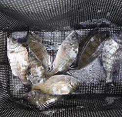 バラモン1号 釣果