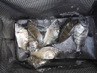 バラモン1号 釣果