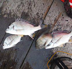 バラモン1号 釣果