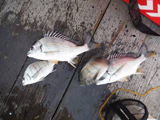 バラモン1号 釣果