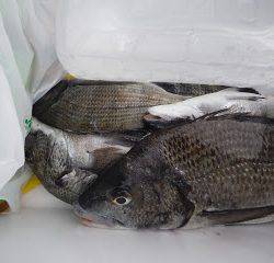 バラモン1号 釣果