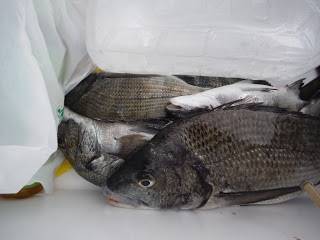 バラモン1号 釣果