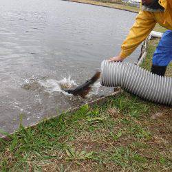 浜名湖フィッシングリゾート 釣果