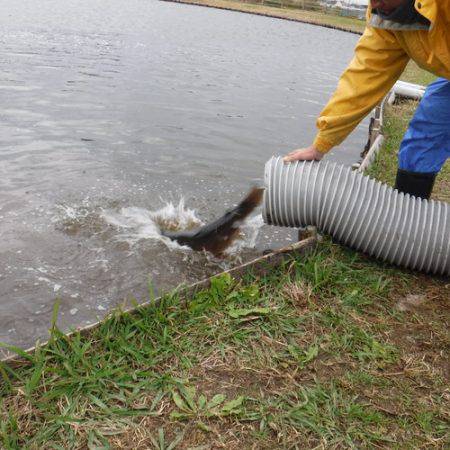 浜名湖フィッシングリゾート 釣果