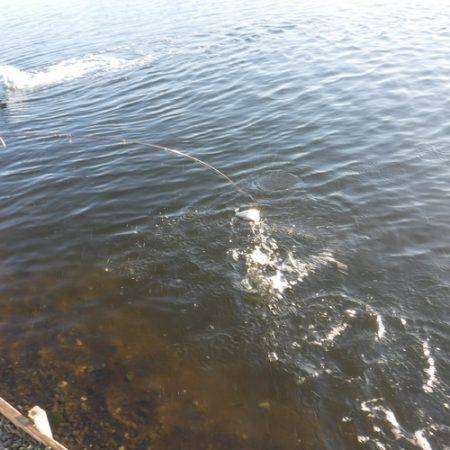 浜名湖フィッシングリゾート 釣果