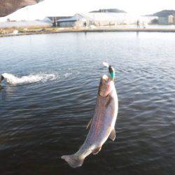 浜名湖フィッシングリゾート 釣果