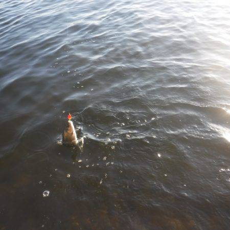 浜名湖フィッシングリゾート 釣果