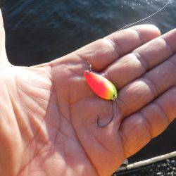 浜名湖フィッシングリゾート 釣果