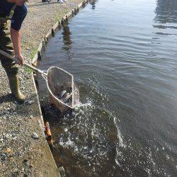 浜名湖フィッシングリゾート 釣果