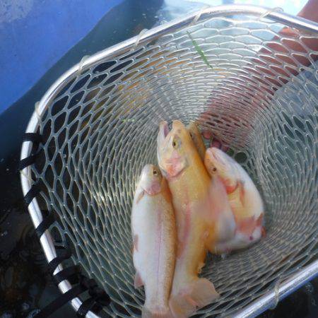 浜名湖フィッシングリゾート 釣果