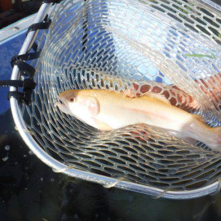 浜名湖フィッシングリゾート 釣果