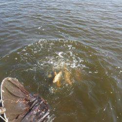 浜名湖フィッシングリゾート 釣果