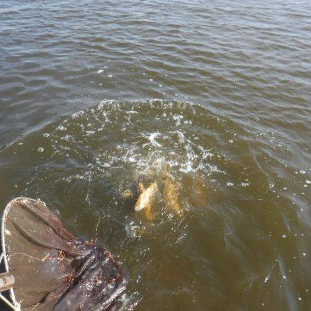 浜名湖フィッシングリゾート 釣果