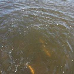 浜名湖フィッシングリゾート 釣果