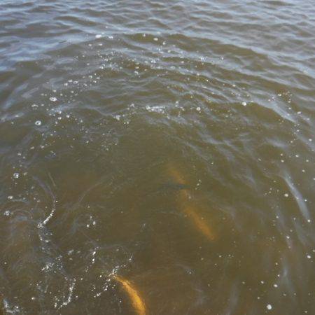 浜名湖フィッシングリゾート 釣果