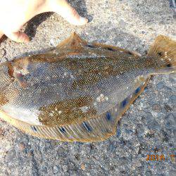 鹿島港魚釣園 釣果
