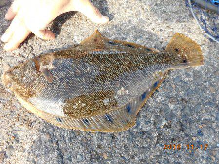 鹿島港魚釣園 釣果