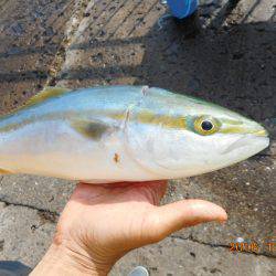 鹿島港魚釣園 釣果