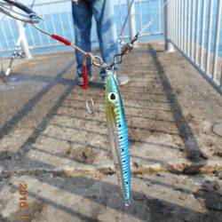 鹿島港魚釣園 釣果