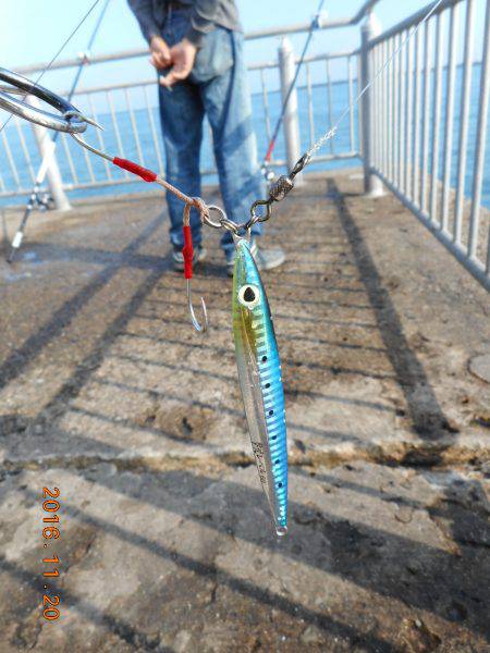 鹿島港魚釣園 釣果