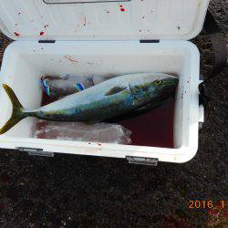 鹿島港魚釣園 釣果