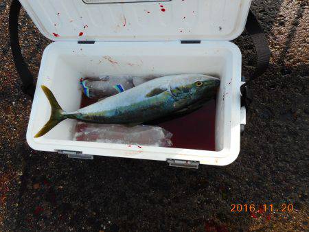 鹿島港魚釣園 釣果