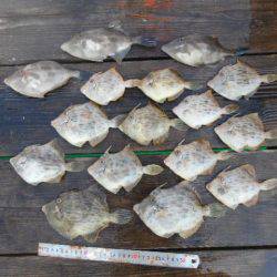 こかわ渡船　雅丸 釣果