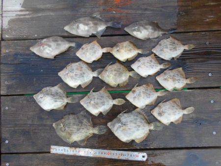 こかわ渡船　雅丸 釣果