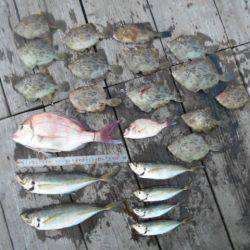 こかわ渡船 雅丸 釣果