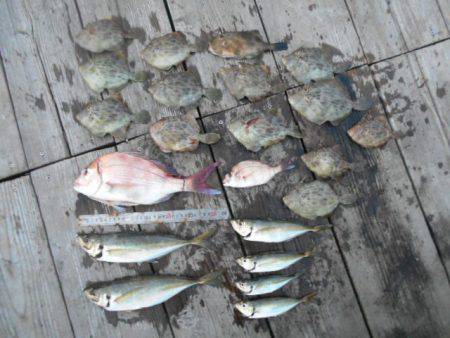 こかわ渡船 雅丸 釣果