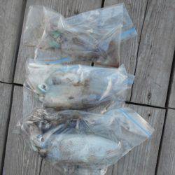 こかわ渡船 雅丸 釣果