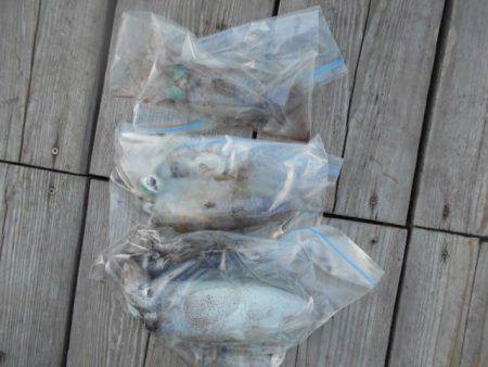 こかわ渡船　雅丸 釣果