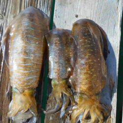 こかわ渡船　雅丸 釣果