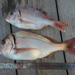 こかわ渡船　雅丸 釣果