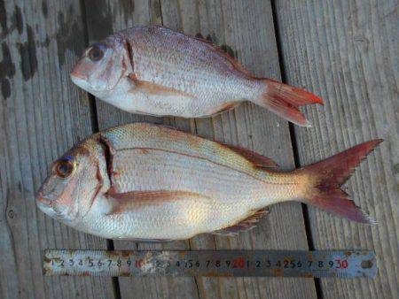 こかわ渡船　雅丸 釣果