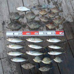 こかわ渡船　雅丸 釣果