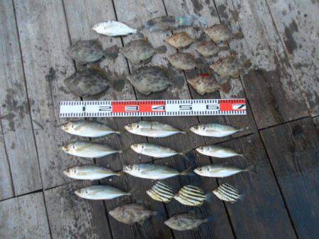 こかわ渡船　雅丸 釣果