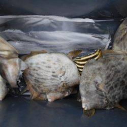 こかわ渡船　雅丸 釣果