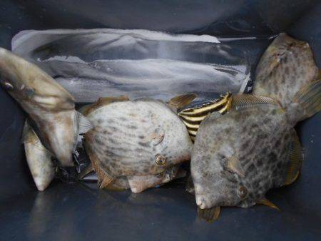 こかわ渡船　雅丸 釣果