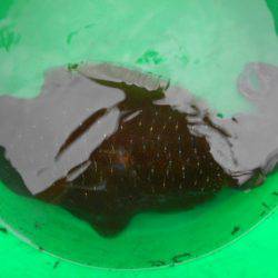 こかわ渡船　雅丸 釣果