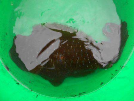 こかわ渡船　雅丸 釣果