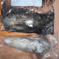 こかわ渡船　雅丸 釣果