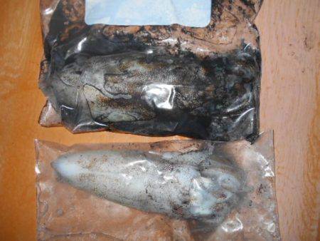 こかわ渡船　雅丸 釣果