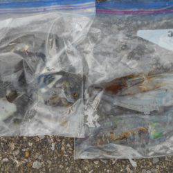 こかわ渡船　雅丸 釣果