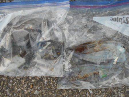 こかわ渡船　雅丸 釣果